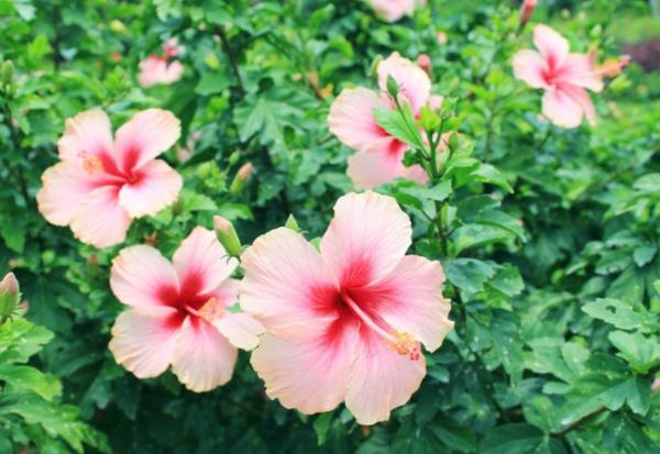 hibiscus pensas info hoito vinkkejä puutarha yksityisyyden suoja