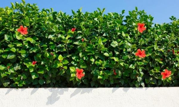 hibiscus -suojaus huolehtii asianmukaisista yksityisyysnäytöistä kesällä