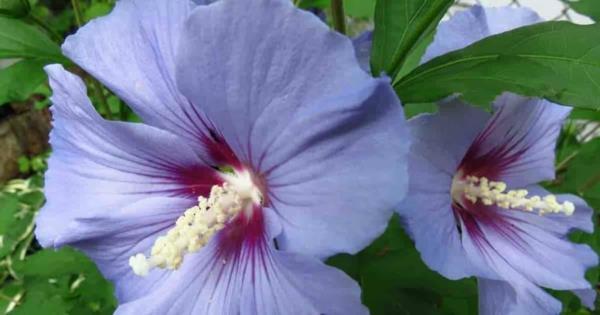 Hibiscus -pensasaita huolehtii erilaisista tuoreista väreistä