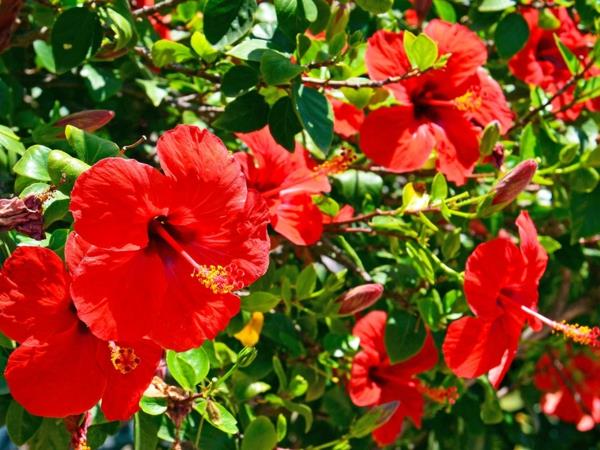 hibiscus hedge punaiset kukat värikkäitä puutarhaideoita