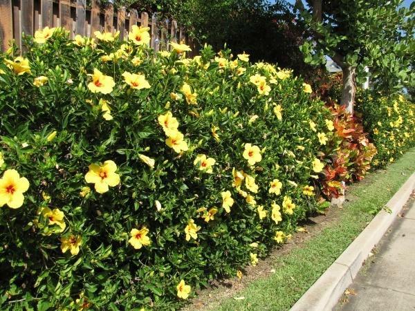 hibiscus hedge kauniita puutarha pensaita pensaskasveja