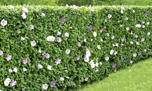 Hibiscus -suojaus hyödyttää kesäisiä yksityisyyden suoja -ideoita