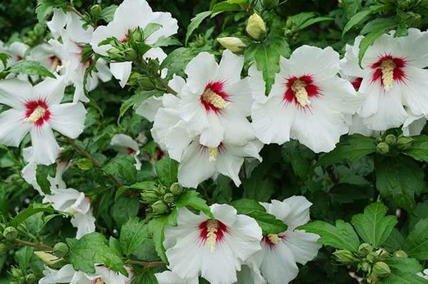 hibiscus pensas valkoinen hibiscus puutarha hedge ideoita kesä