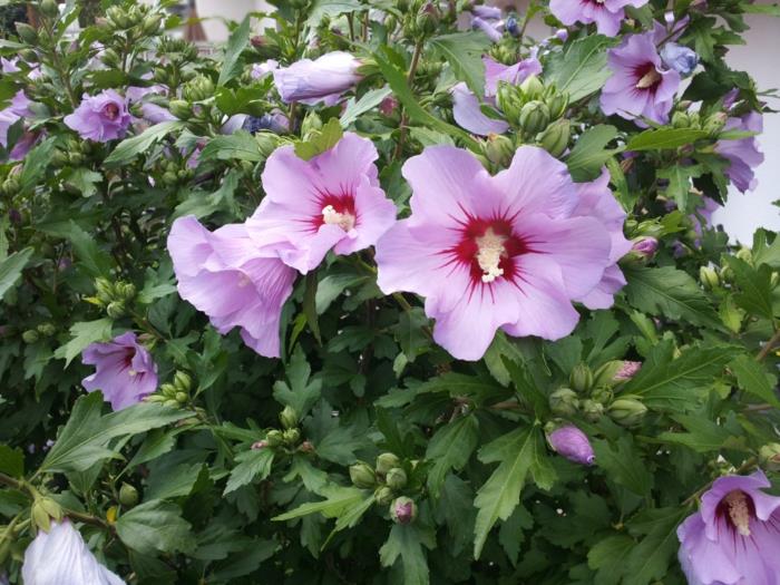 hibiscus violetit kukat pensaat