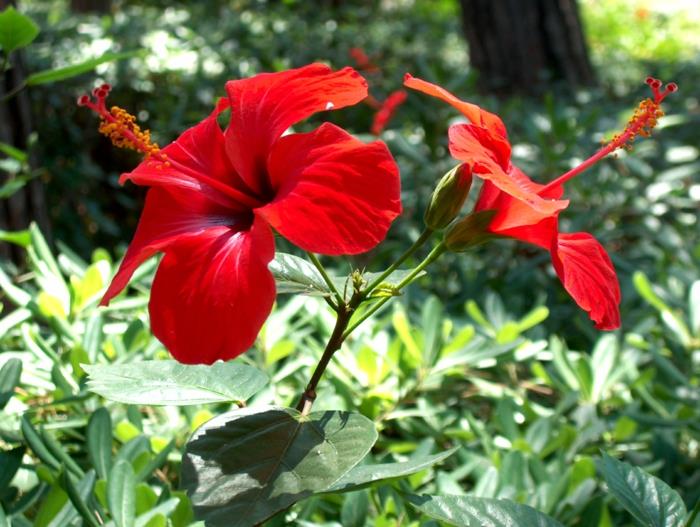 delphinium punaiset kukat pensas