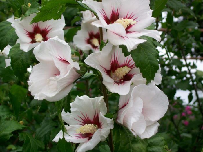 hibiscus valkoiset kukat pensas