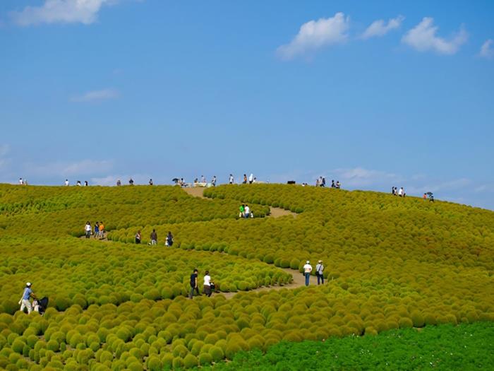 hitachi park japani kauniit maisemat kevätkausi päättyy vihreä luonto