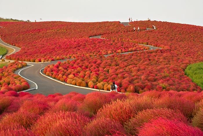 hitachi park japani maalaa kauniita maisemakuvia punaisella kauden lopussa