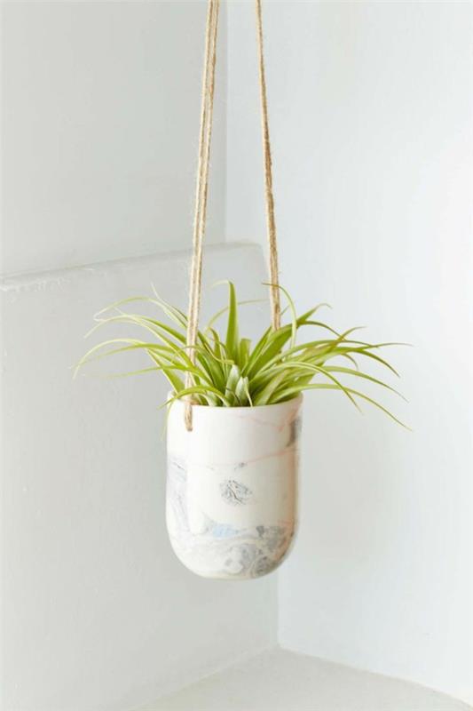 roikkuvat huonekasvit kuvat riippuvat korit