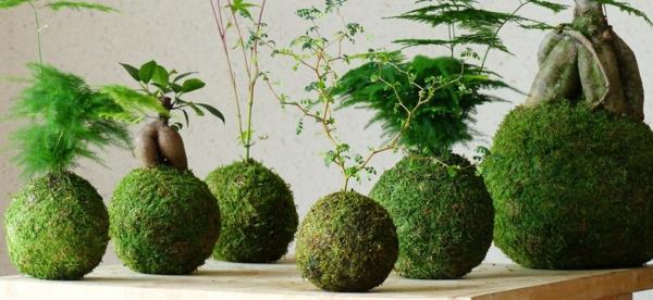 Riippuva puutarha Kokedama -sammalpalloja tee itse