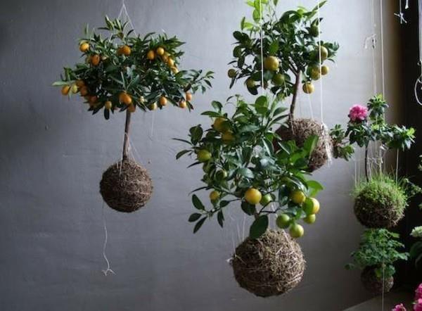 Tee Kokedama -riippupuutarhapalloja itse