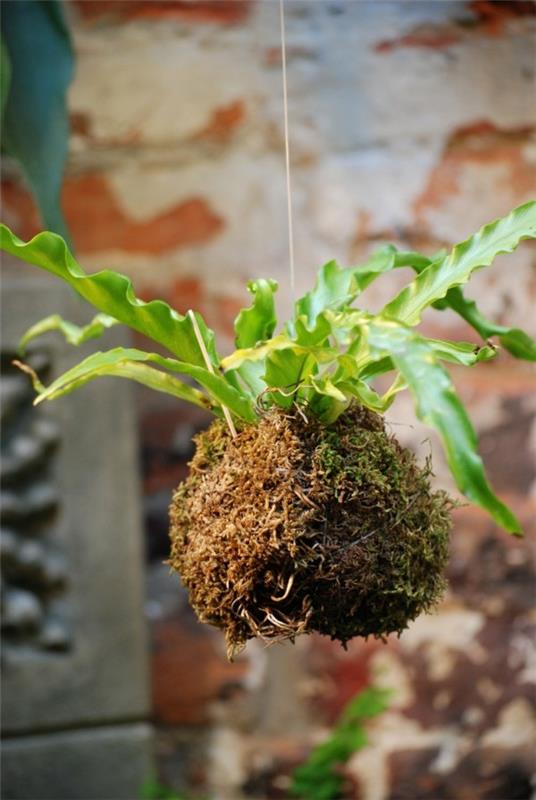 roikkuva puutarha sammalpallo DIY Kokedama
