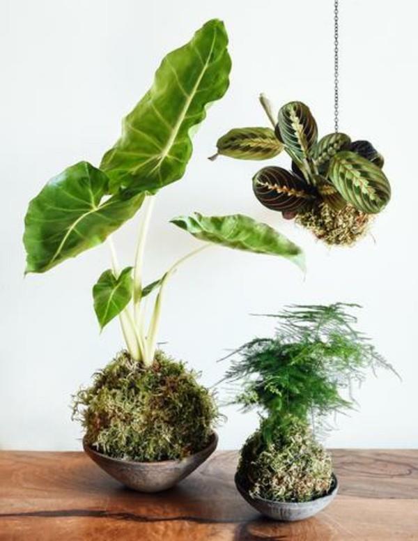 Riippuva puutarha -sammalpallo Kokedama tee huonekasveja itse
