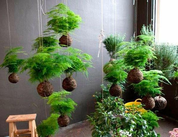 DIY riippuva puutarha -sammalpallo Kokedama