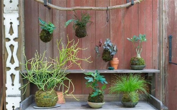 DIY riippuva puutarha -sammalpallo Kokedama