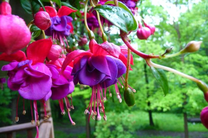 roikkuvat kasvit parveke vaaleanpunainen fuksia parvekekasvit