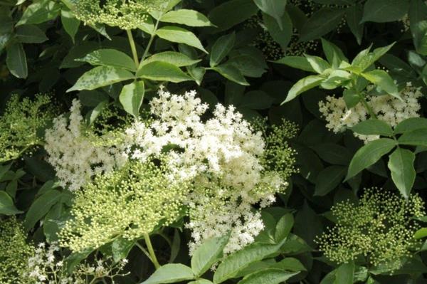 Elderflower kasvi vaikutus terve
