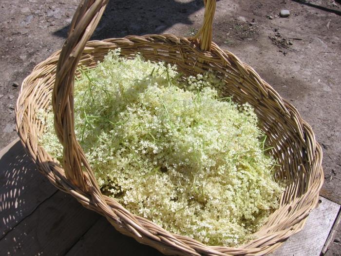 Elderflower -siirappikukkien poimintakori