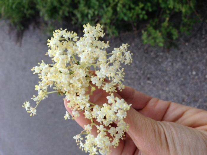 Elderflower siirappi poimia tuoreita kukkia terveenä