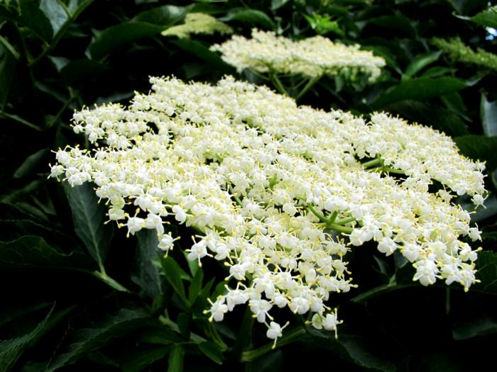 Elderflower -siirappi poimii valkoisia kukkia