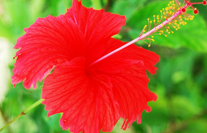 Hibiscus til styring af hårfald