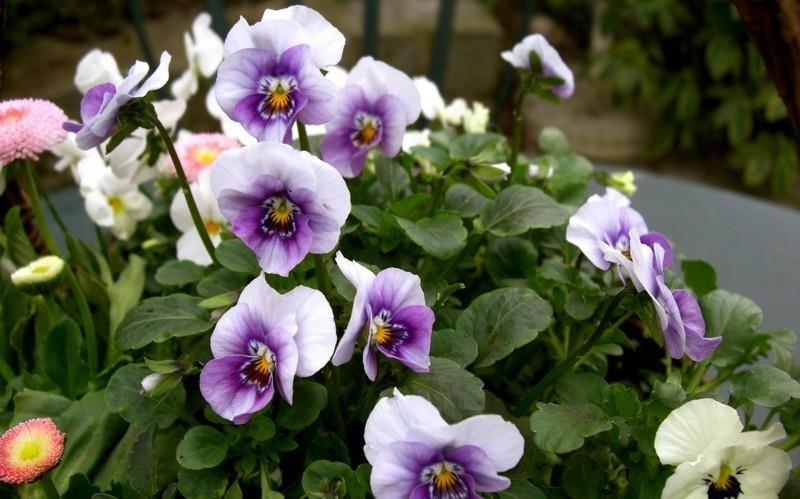 sarvi violetti orvokki kevään kukat