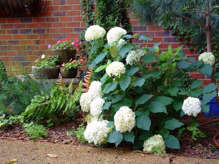Hydrangean hoito Hydrangea Annabelle -puutarhasuunnittelu