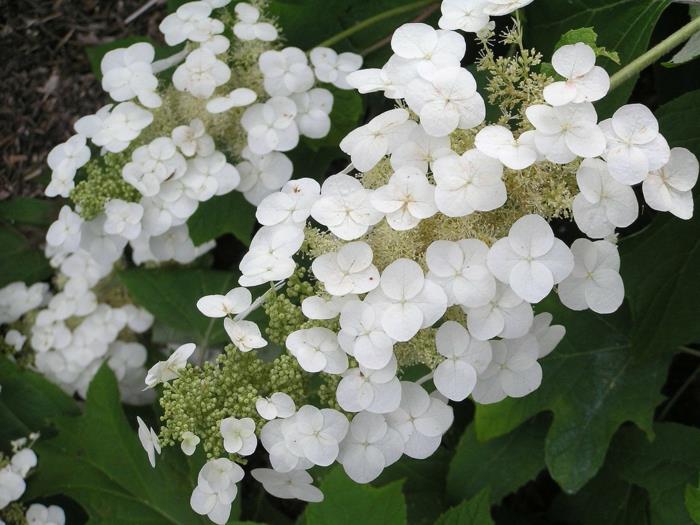 hydrangea hoito Hydrangea quercifolia valkoiset kukat