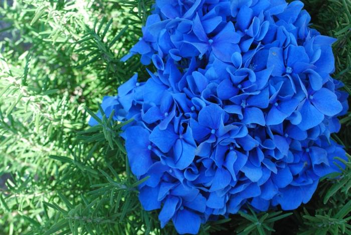 hydrangean hoito sininen hydrangea -puutarhan suunnittelu