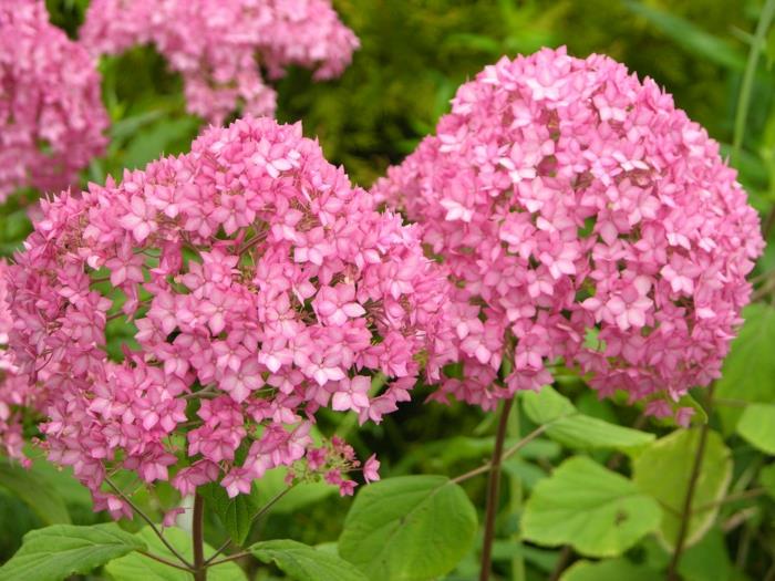 hydrangea hoito kauniita kukkia puutarhakasveja