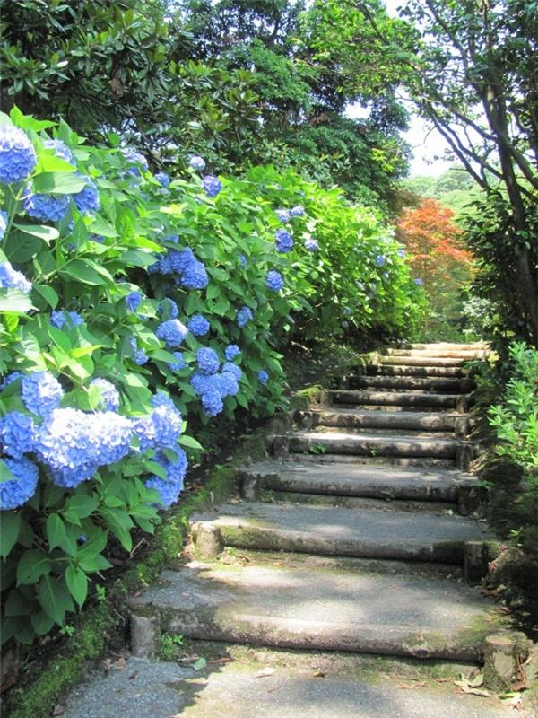 hydrangeas katseenvangitsijana ulkoalueella