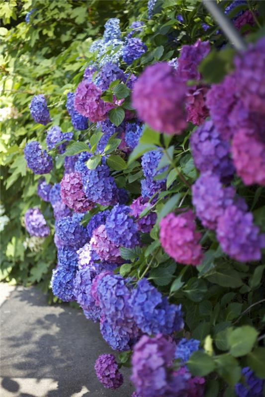 hydrangeas koristelu puutarha kukat puutarhakasvit