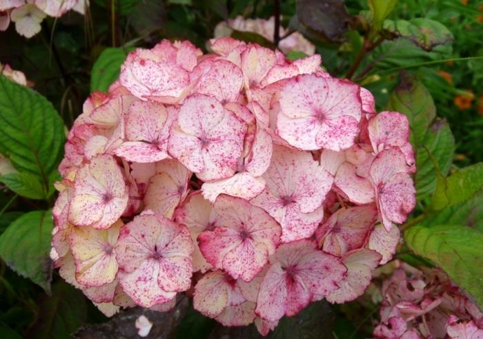 Hydrangeas eksoottinen serrata preziosa