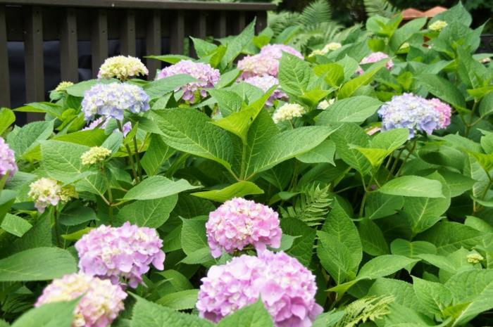 Hortensia puutarhan sisustusideoita puutarhakasveja