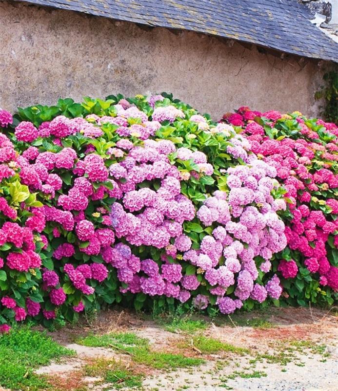 Hortensia pensaskestävä