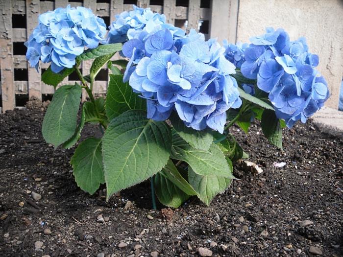 hydrangeas vaaleansininen puutarhakasvien hoito