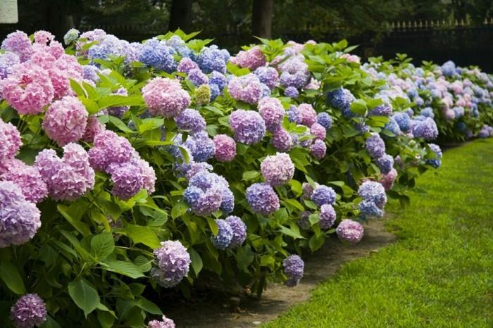 Hortensia pensaat puutarhassa iloiseen tunnelmaan