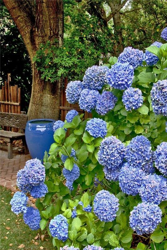 Siniset hydrangeat tekevät upean vaikutelman