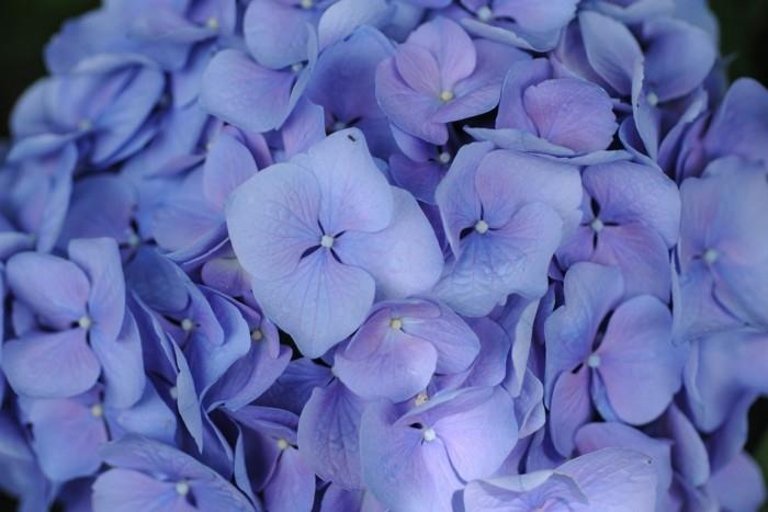Hortensiat eri tyyppisiä sinisiä sävyjä