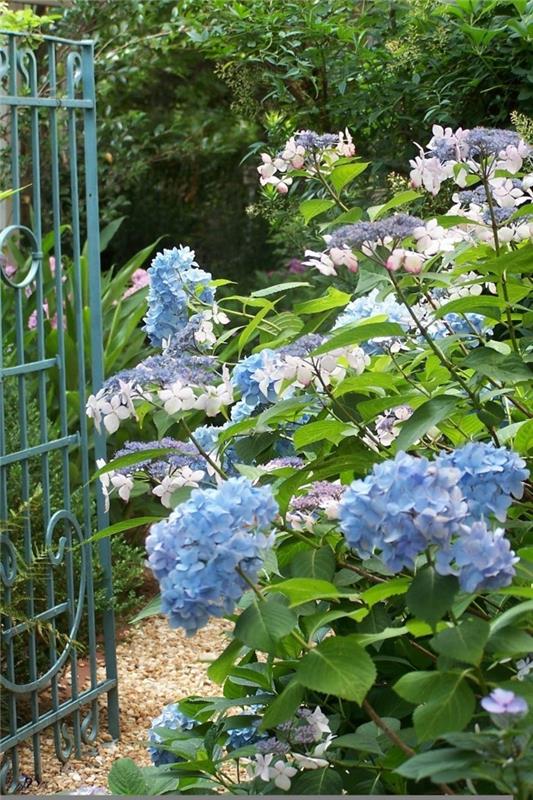 Siniset hydrangeat antavat ulkoalueelle mukavan ilmeen