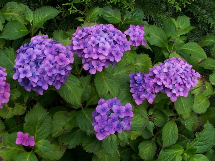 hydrangea hoito Hydrangea macrophylla violetit kukat