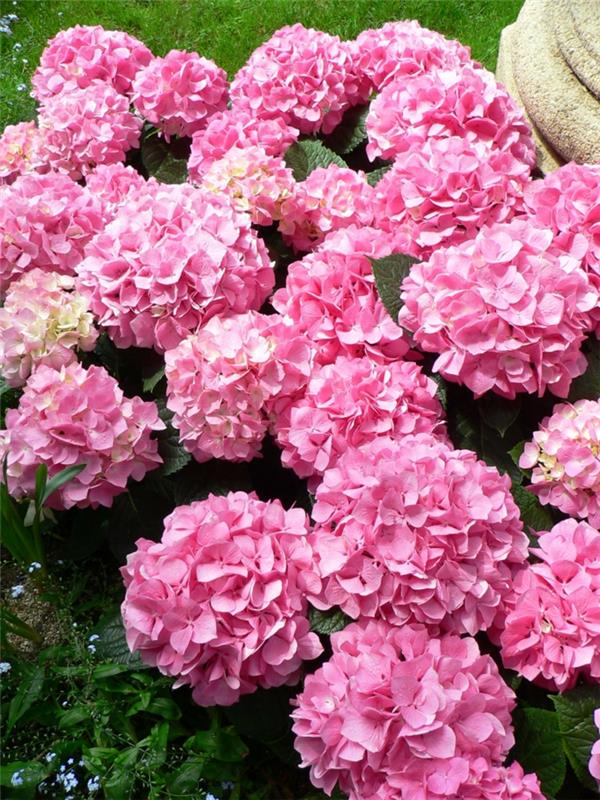 hydrangeas care Hydrangea macrophylla pinkki