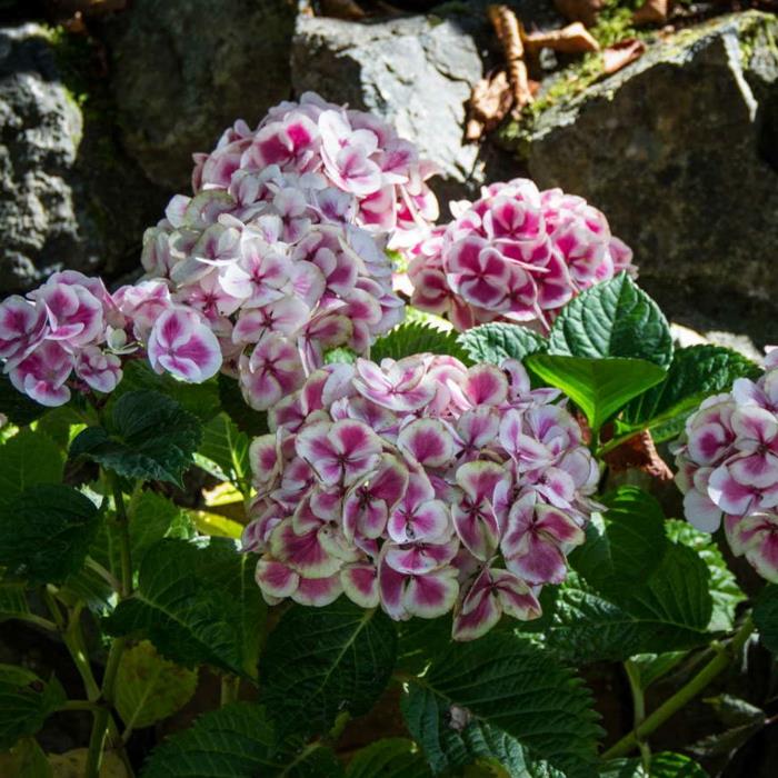 hydrangea hoito Hydrangea macrophylla kauniita lempeitä kukkia