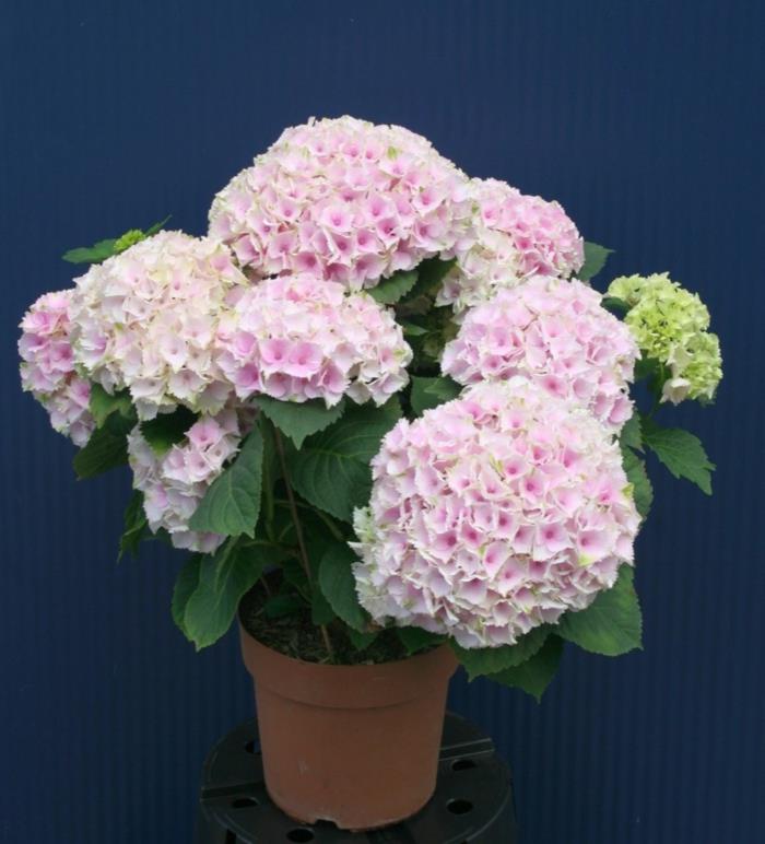 hydrangeas hoito kukkaruukku kauniita koristekasveja