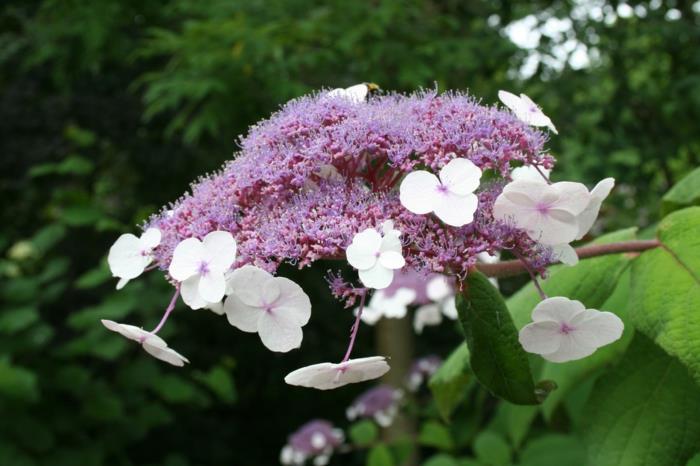 hydrangea hoito hydrangea aspera kasvit