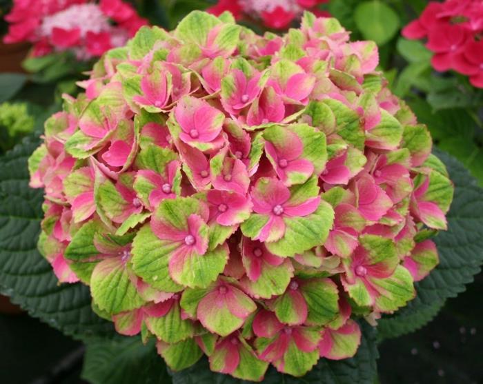 hortensia vaaleanpunainen vihreä kukka hokomathyst