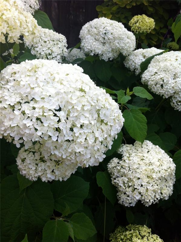 hydrangeas white annabelle