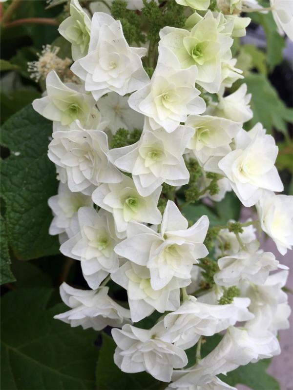 hydrangeas valkoinen gatsby tähti