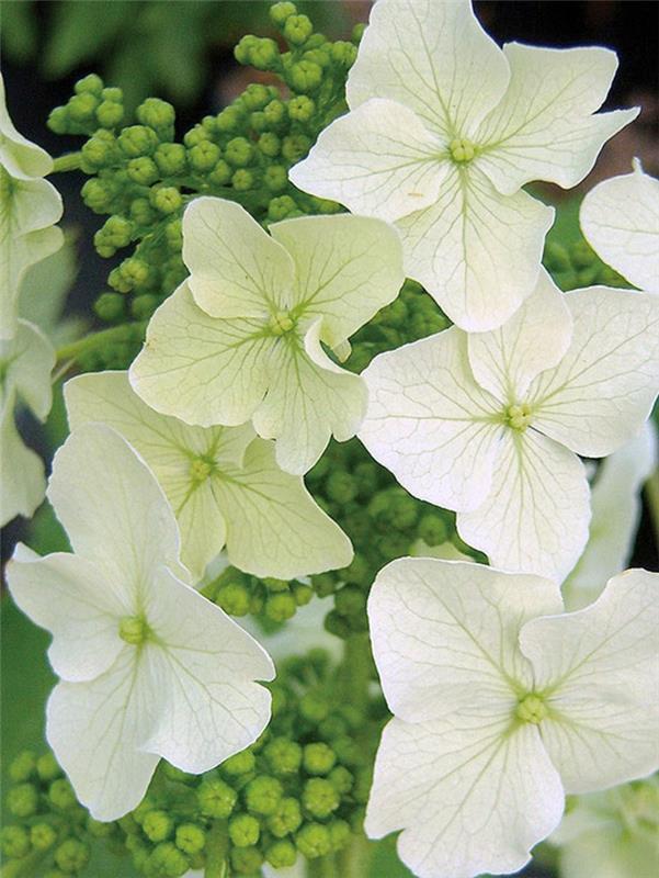 hydrangeas valkoinen jääkide