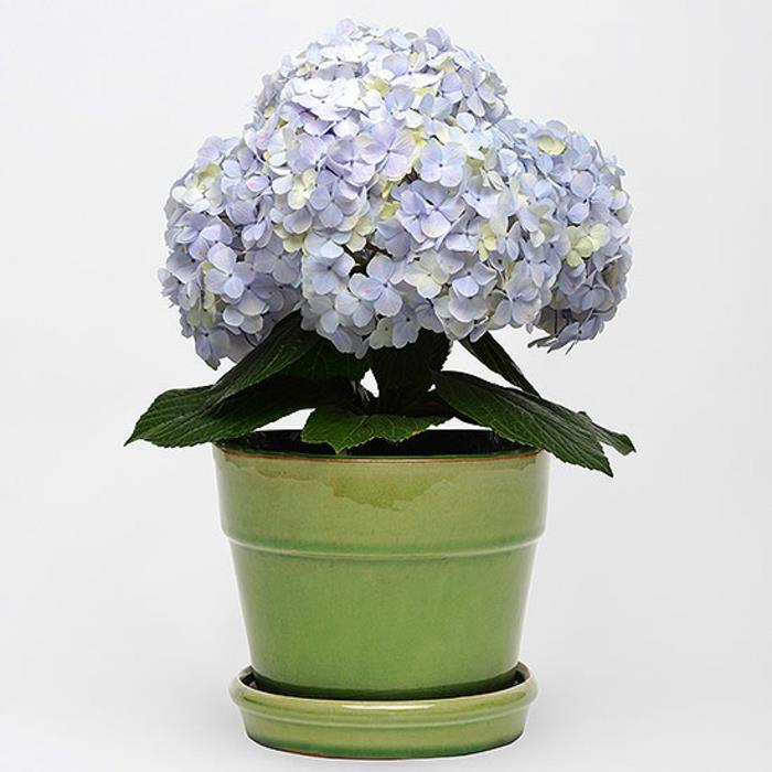 hortensia valkoinen violetti ruukkukukka